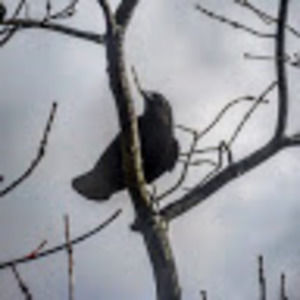 Meet your Posher, Tehzeeb